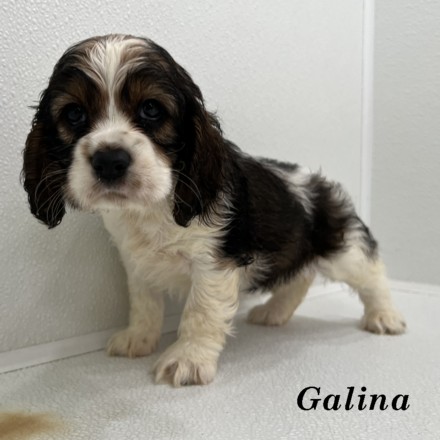 puppy, for, sale, Cocker Spaniel, Joe & Cherri  Overlease, dog, breeder, Miller, MO, dog-breeder, puppy-for-sale, forsale, nearby, find, puppyfind, locator, puppylocator, aca